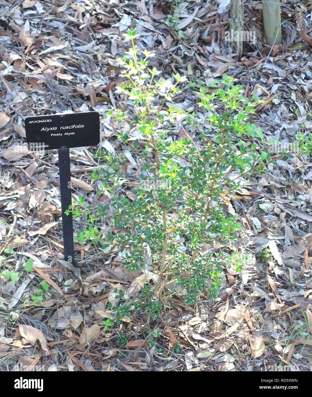 Alyxia ruscifolia - Jardín Botánico de Barcelona - Barcelona, Spain - Stock Photo