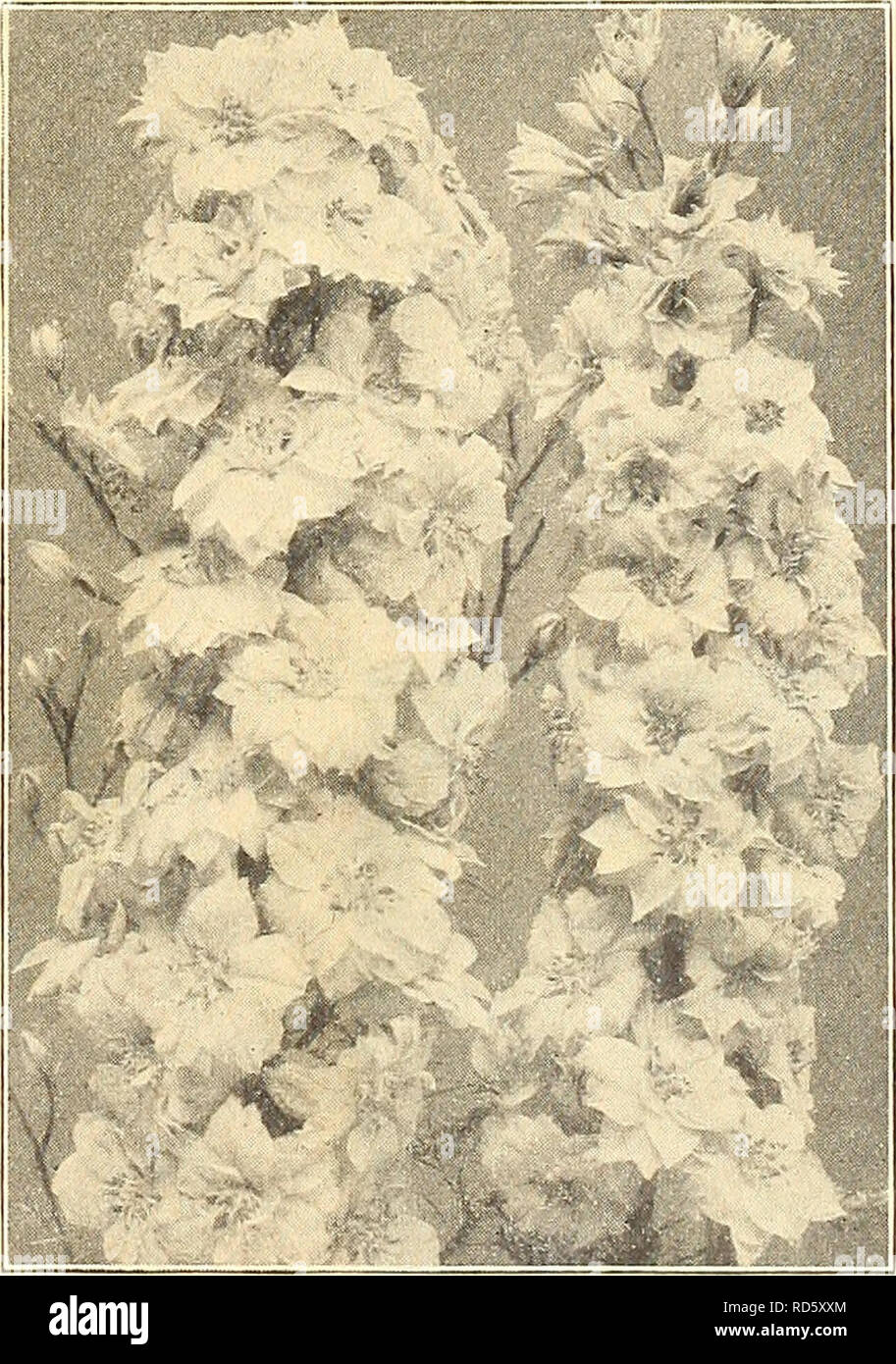 . Currie's farm &amp; garden annual : spring 1922 47th year. Flowers Seeds Catalogs; Bulbs (Plants) Seeds Catalogs; Vegetables Seeds Catalogs; Nurseries (Horticulture) Catalogs; Plants, Ornamental Catalogs; Gardening Equipment and supplies Catalogs. Lobelia Tenuior. Perennial Larkspur. LARKSPUR. Annual Varieties. A beautiful and well-known class of hardy annuals, producing long spikes of varied-hued blossoms. Sow in the open ground in April or May. Pkt. Emperor—A profuse bloomer, very double, mixed colors. 1 foot. V4, oz. 25c 5 Stock Flowered—Tall Double White, Dark Blue. Rose and Flesh. Each  Stock Photo