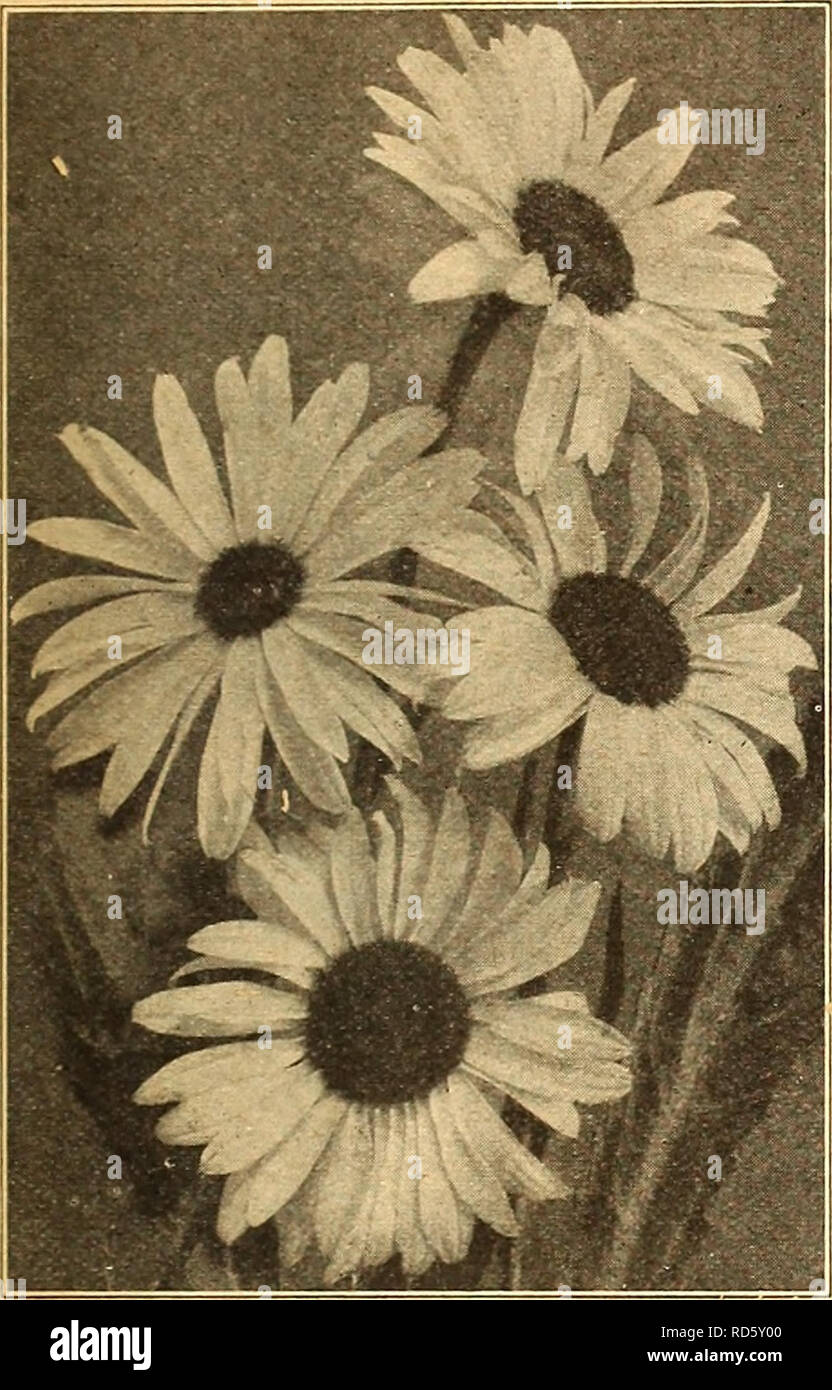 . Currie's farm and garden annual : spring 1924 49th year. Flowers Seeds Catalogs; Bulbs (Plants) Seeds Catalogs; Vegetables Seeds Catalogs; Nurseries (Horticulture) Catalogs; Plants, Ornamental Catalogs; Gardening Equipment and supplies Catalogs. LIST OF TESTED FLOWER SEEDS FOR 192^. 49 CHRSYANTHEMUMS. This magnificent class of summer blooming- annuals should be in every flower garden. The single ones are particularly handsome, many of them producing- tricolor flowers of great brilliancy in color- ing. The Double Perennial sorts should be sown early in the spring for dowering the same fall. S Stock Photo