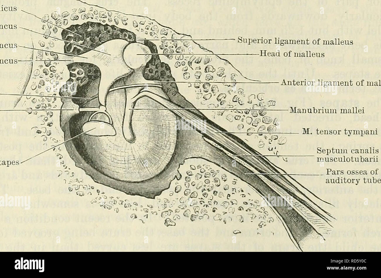 Stapes crus hi-res stock photography and images - Alamy