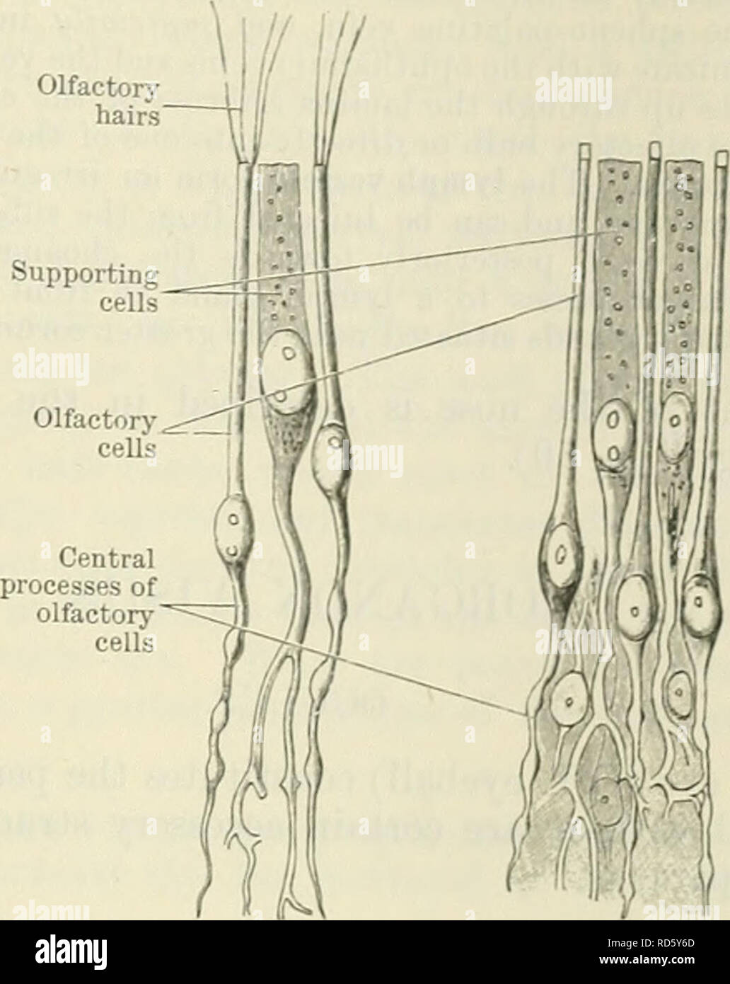 . Cunningham's Text-book of anatomy. Anatomy. factory hairs Peripheral &quot;process B Body of -cell &quot;with Central process Fig. 676.âOlfactory and Supporting Cells. B. HuÂ°maU } M- Schultze. G- Human (â¼â¢ Brunn). iSxASAL CAVITY. 805 eUipS6 of ovalCen^Pf T^d Â°r branChed Pr0Cesses' These c^s contain par?s of the cells Zf) ^ **? Sltuated at the deeP ends of ^ columnar i^Â£:^^L m what is termed the of this columnar epithel- ium is covered by a thin limiting membrane. 2. Olfactory Cells. â These are bipolar nerve-cells, the central processes of which are continued as the axons of the olfacto Stock Photo