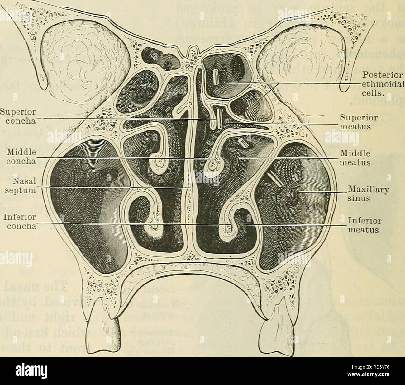Greater alar cartilage hires stock photography and images Alamy