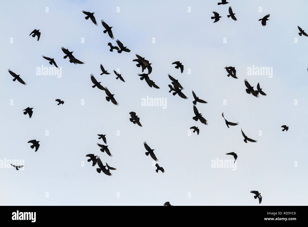 Beautiful Rooks beautiful flight of rooks over the sky Stock Photo - Alamy