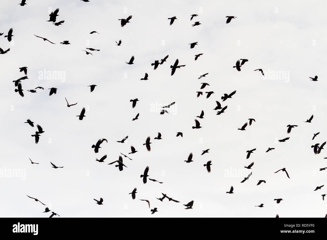 Flock of black hires stock photography and images Alamy
