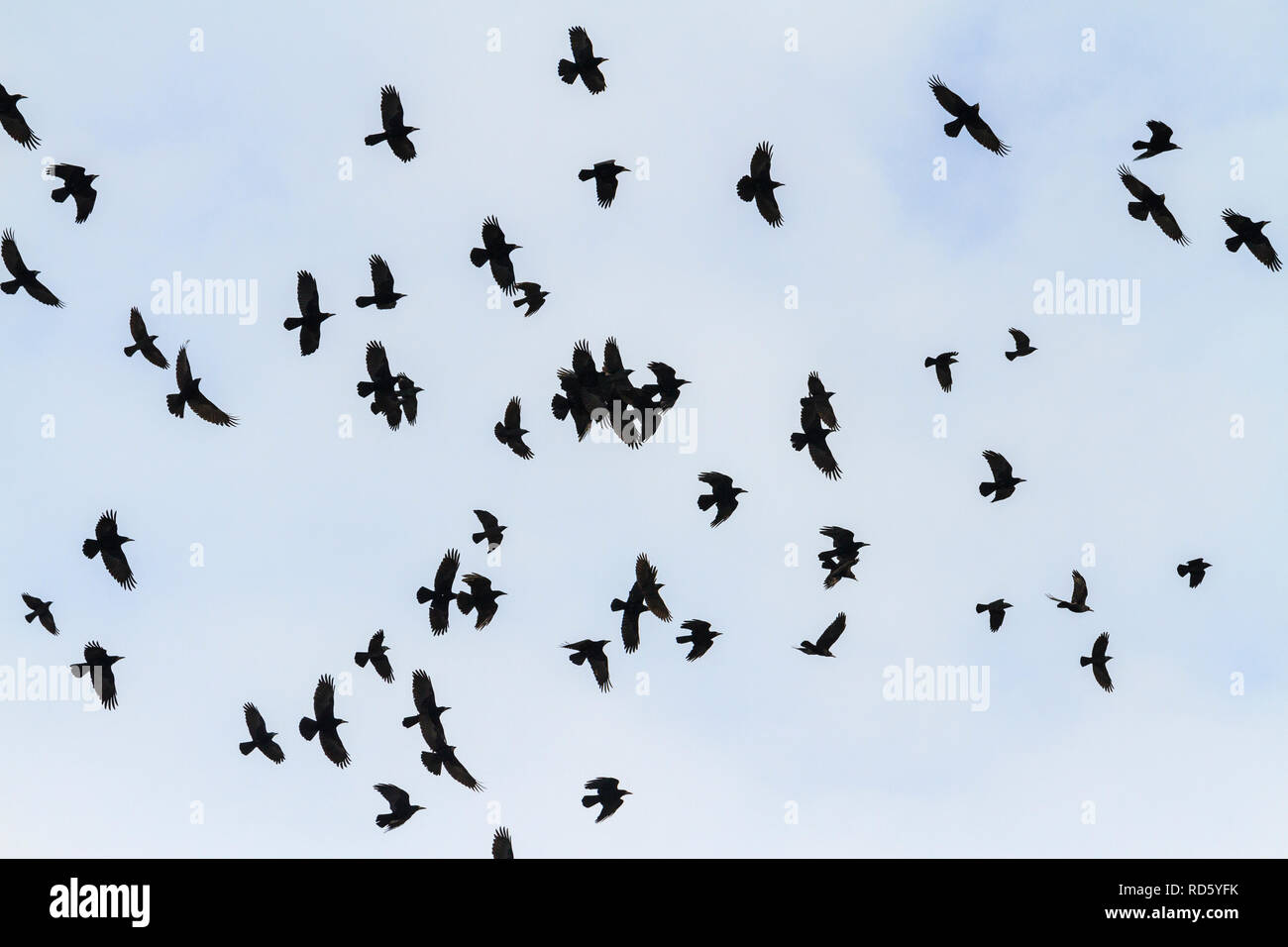 Rooks outline hi-res stock photography and images - Alamy