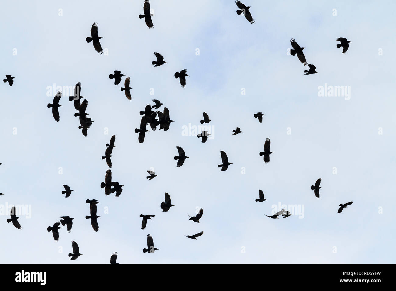 migrating flock of rooks in quick flight Stock Photo