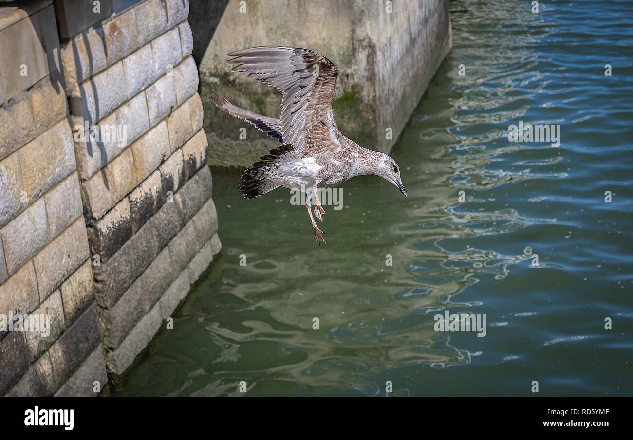 Seagull diving hires stock photography and images Alamy