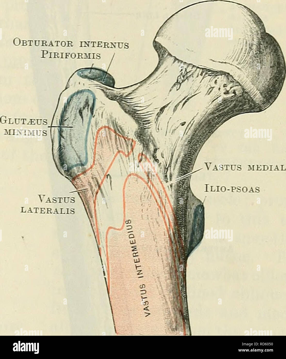 Cunningham S Text Book Of Anatomy Anatomy Vastus Media Lis Ilio Psoas Lateral Epicondyle Lateral Condyle Fig 236 The Eight Femur Seen From The Front Medially And Slightly Forwards Fig 23 Anterior Aspect Of Proximal Por