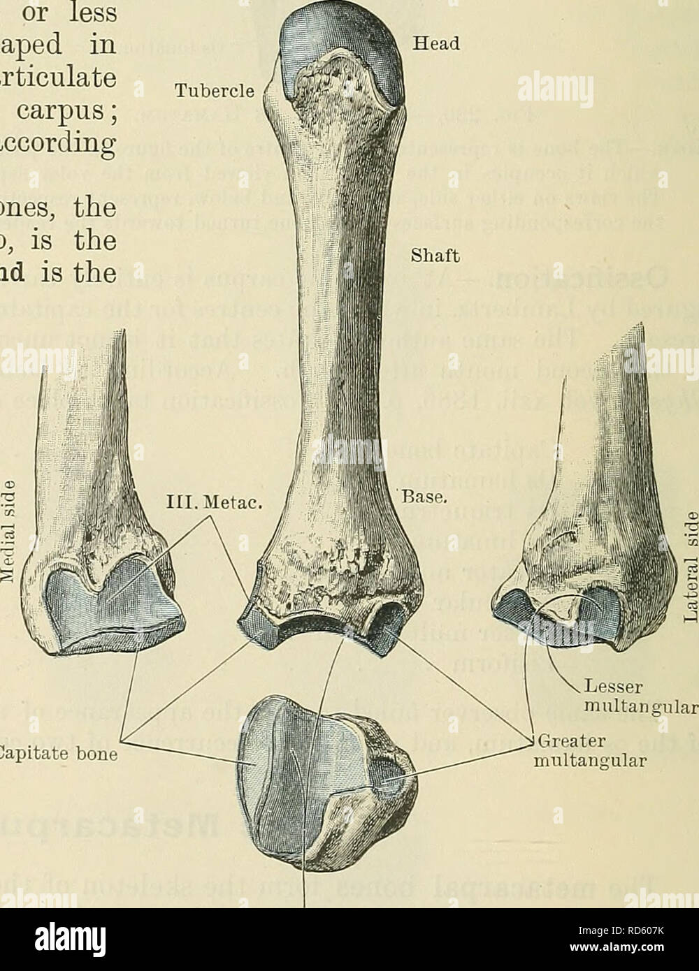 Cunningham S Text Book Of Anatomy Anatomy Ilead Shaft Fig 222 First Right Metacarpal Bone Tubercle Head The Surface Included Between The Two Lines Is Smooth And Of Elongated Triangular Form On Either Side