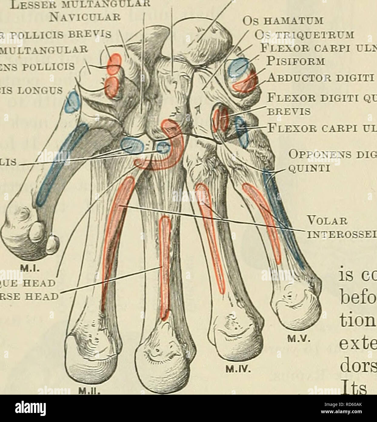 . Cunningham's Text-book of anatomy. Anatomy. 218 OSTEOLOGY. os capitatum Lesser multangular Navicular Abductor pollicis brevis  Greater multangular Opponens POLLICIS Abductor pollicis i.ongus Flexor carpi radialis Oa lunatum Os HAMATUM Os triquetrum tys Flexor carpi ulnaris Pisiform Abductor digiti quinti Flexor digiti quinti BREVIS Flexor carpi ulnaris Opponens digiti quinti Adductor f Oblique head pollicis  Transverse head. Fig. 210.—Volar Aspect of Bootes of the Right Carpus and metacarpus with muscular attachments mapped out. os hamatum (O.T. unciform). Irregularly six-sided, each of th Stock Photo