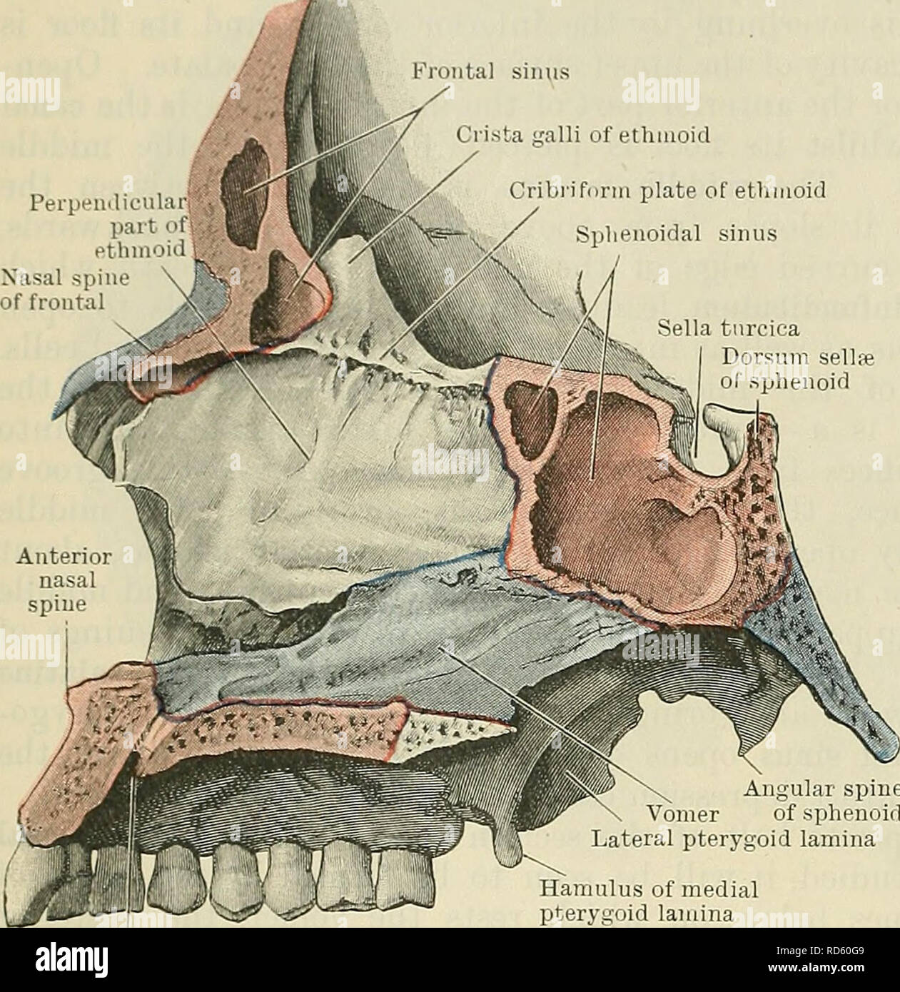 Cunningham's Text-book of anatomy. Anatomy. 186 OSTEOLOGY. Perpeiii Frontal  sinus / Crista galli of ethmoid Cribriform plate of ethmoid Sphenoidal  sinus Sella turcica Dorsum sellre of sphenoid The sinus in the