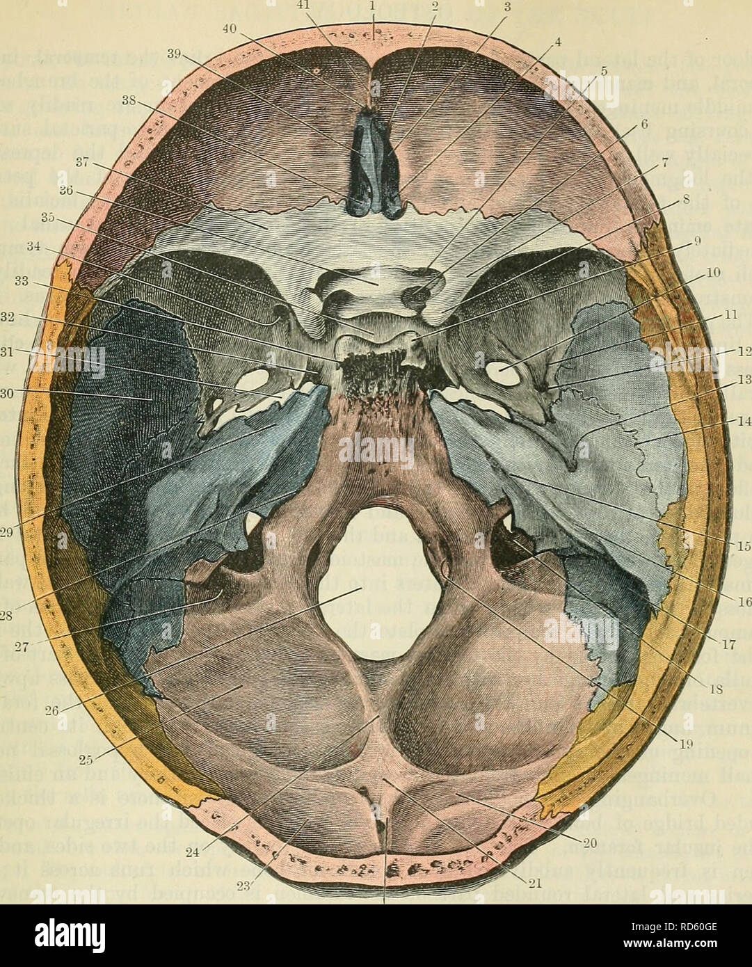. Cunningham's Text-book of anatomy. Anatomy. Fig. 172.—Base of the Skull seen from above. The frontal and occipital bones are coloured red ; the ethmoid and temporal bones, blue ; the parietal, orange ; and the sphenoid is left uncoloured. 9. 10. 11. 12. 13. 14. 15. 16. 17. 18. 19. 20. 21. 22. 23. Frontal bone. Slit for anterior ethmoidal nerve. Anterior ethmoidal foramen. Posterior ethmoidal foramen. Optic forameu. Foramen for internal carotid artery formed by anterior and middle clinoid process. Small wing of sphenoid. Anterior clinoid process, in this case united on its medial side to the  Stock Photo