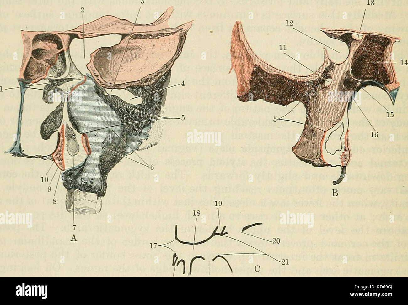 . Cunningham's Text-book of anatomy. Anatomy. 170 OSTEOLOGY. temporal fossa, whilst inferiorly it is continuous with the infra-maxillary region. Medially, on the floor of the fossa there is an r-shaped fissure, the horizontal limb of which corresponds to the inferior orbital fissure, forming a channel of communication between the fossa and the orbit, through which passes the zygomatic branch of the maxillary division of the trigeminal nerve; whilst the vertical cleft is the pterygo-maxillary fissure, which leads into a small fossa placed between the front of the root of the pterygoid process o Stock Photo