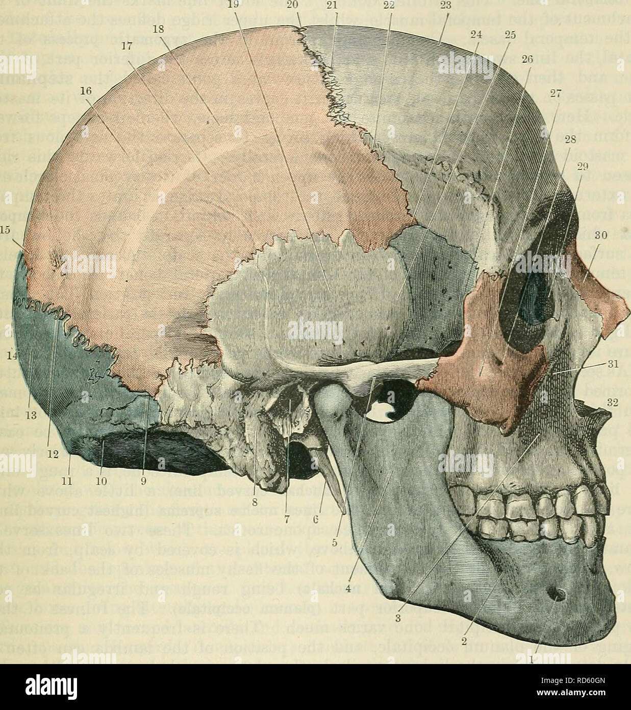 Череп пластическая анатомия. Орбитальная кость черепа. Кости черепа человека анатомия. Кости черепа человека анатомия на латыни. Череп человека принадлежит роду.