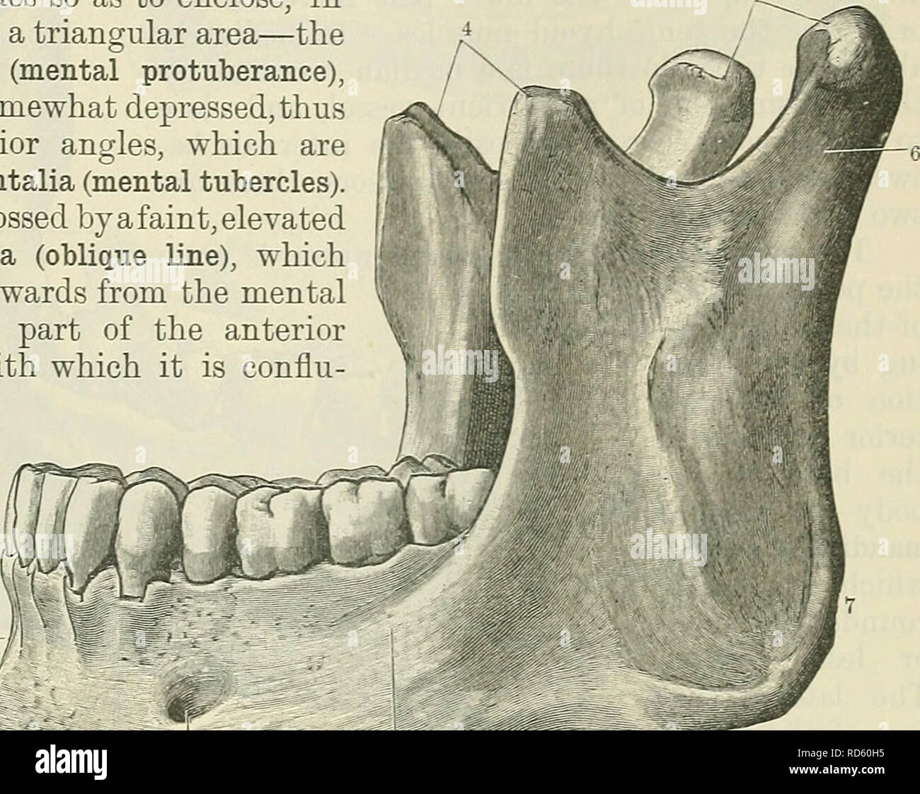 . Cunningham's Text-book of anatomy. Anatomy. temporal bones. The anterior or horizontal part, which contains the teeth, is called the corpus mandibulse (body); the posterior or vertical portions constitute the rami mandibular. The body displays in the median plane, in front, a faint vertical ridge, the symphysis, which indicates the line of fusion of the two symmetrical halves from which the bone is primarily developed. In- feriorly this ridge divides so as to enclose, in well-marked specimens, a triangular area—the protuberantia mentalis (mental protuberance), the centre of which is somewhat Stock Photo