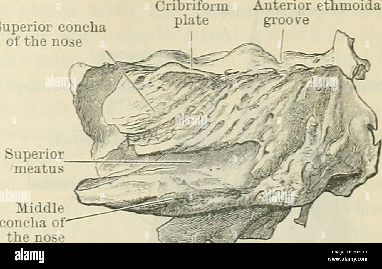 Cunningham's Text-book of anatomy. Anatomy. THE ETHMOID BONE. 141 Superior  concha of the nose Anterior ethmoidal groove. Uncinate process Fig.  149.—Section showing the Nasal Aspect of the Left Labyrinth of the