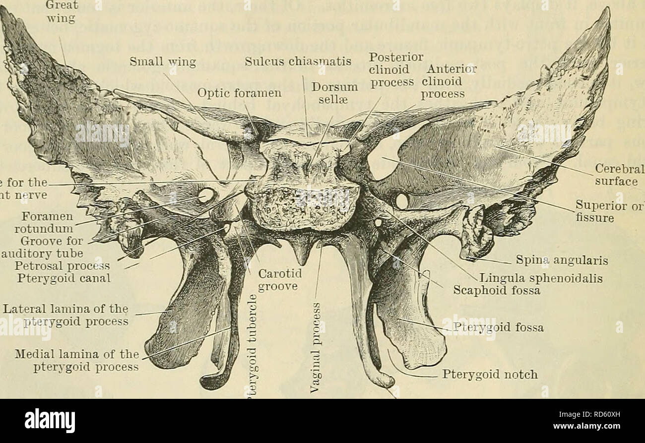 . Cunningham's Text-book of anatomy. Anatomy. 134 OSTEOLOGY. palatine fosste. It consists of a body with three pairs of expanded processes, the great wings, the small wings, and the pterygoid processes. The corpus (body), more or less cubical in form, is hollow, and contains within it the two large sphenoidal air sinuses. These are separated by a partition, which Groove for th abducent nerve. Foramen rotund um Groove for auditory tube Petrosal process Pterygoid canal Lateral lamina of the pterygoid process Medial lamina of the pterygoid process Superior orbital fissure Spina angularis Lingula Stock Photo