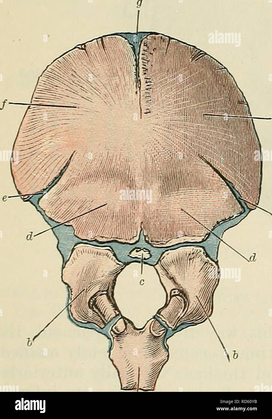 Sagittal Plane High Resolution Stock Photography and Images Biology Diagrams