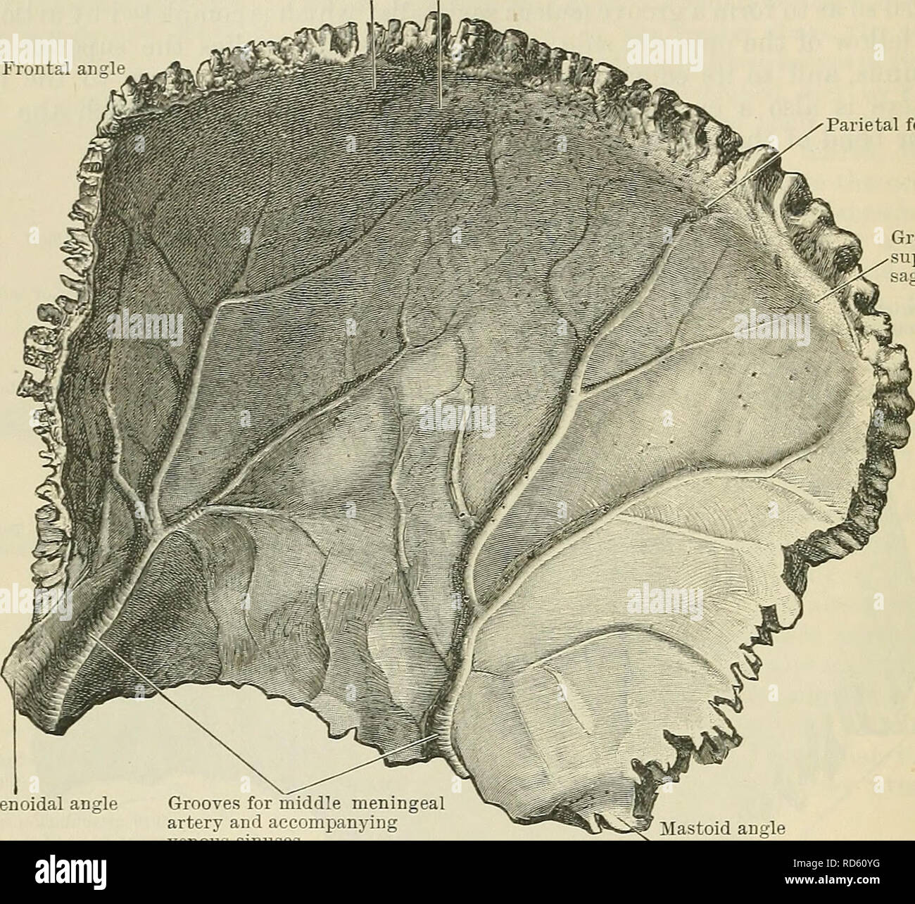 Groove For Middle Meningeal Artery