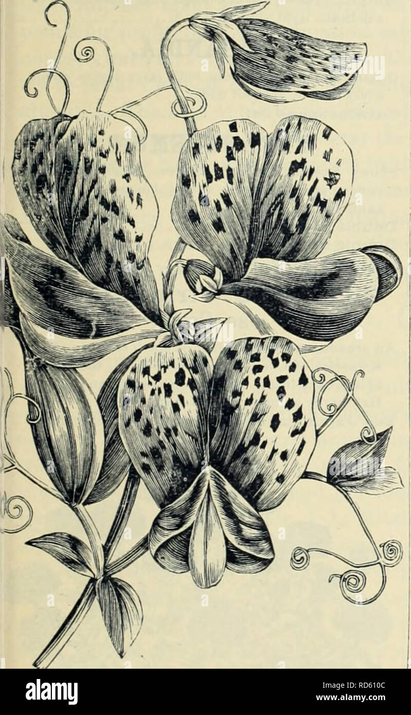 . Currie Bros.' horticultural guide : spring 1888. Nursery stock Wisconsin Catalogs; Flowers Seeds Catalogs; Bulbs (Plants) Seeds Catalogs; Vegetables Seeds Catalogs; Plants, Ornamental Catalogs; Gardening Equipment and supplies Catalogs. SILENE, OR CATCHFLY. Beautiful, free-flowering plants, very attractive for rock work, etc. Pendula Compacta—Mixed, all colore Scarlet, strlpad with White—Per lb., $1.00; per oz., 10 cts 5 Vesuvius- Rose and violet spotted 10 Violet Queen—A charming variety, rang- ing from deep manve to light violet; per lb., $1.60; per oz., 15 cts 5 White—Per lb , SI.00; pero Stock Photo
