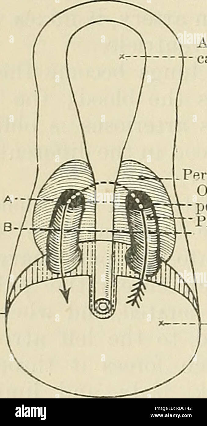 . Cunningham's Text-book of anatomy. Anatomy. l^&gt;-&gt; Pericardial coelom Alimentary canal when the umbilical orifice closes. The extra-embryonic portion is entirely obliterated when the outer surface of the expanding amnion fuses with the inner surface of the chorion (compare Figs. 77 and 78). The Intra-embryonic Coelom.—The intra-embryonic ccelom appears as a series of cleft-like spaces in the margin of the embryonic mesoderm. The spaces fuse together to form a f-shaped cavity (Fig. 89) which separates the peripheral part of the embryonic mesoderm into a parietal or somatic, and a viscer Stock Photo