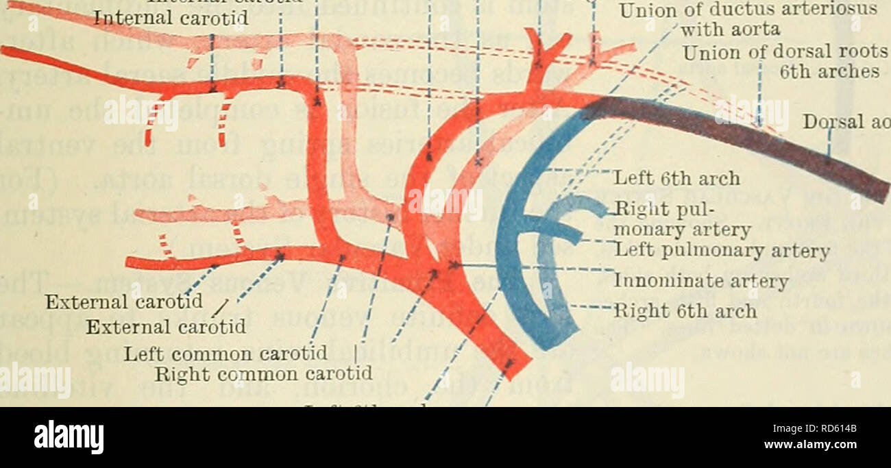 . Cunningham's Text-book of anatomy. Anatomy. X 1st arches atroph: Pulmonary arteries Fig. External carotids .' Ventral root of 3rd arch / Ventral root of 4th and 5th arches / Truncus aorticus 85.âSchema of Aortic Arches of ax Embryo, 9 mm. long. (After Tandeln, modified.) The second and third arches have atrophied and the transitory fifth has appeared. advanced considerably in development. Two aortic arches, on each side, now connect the cephalic end of the heart with the primitive dorsal aorta. The umbilical artery and vitelline arteries are quite separate, and each umbilical artery springs, Stock Photo