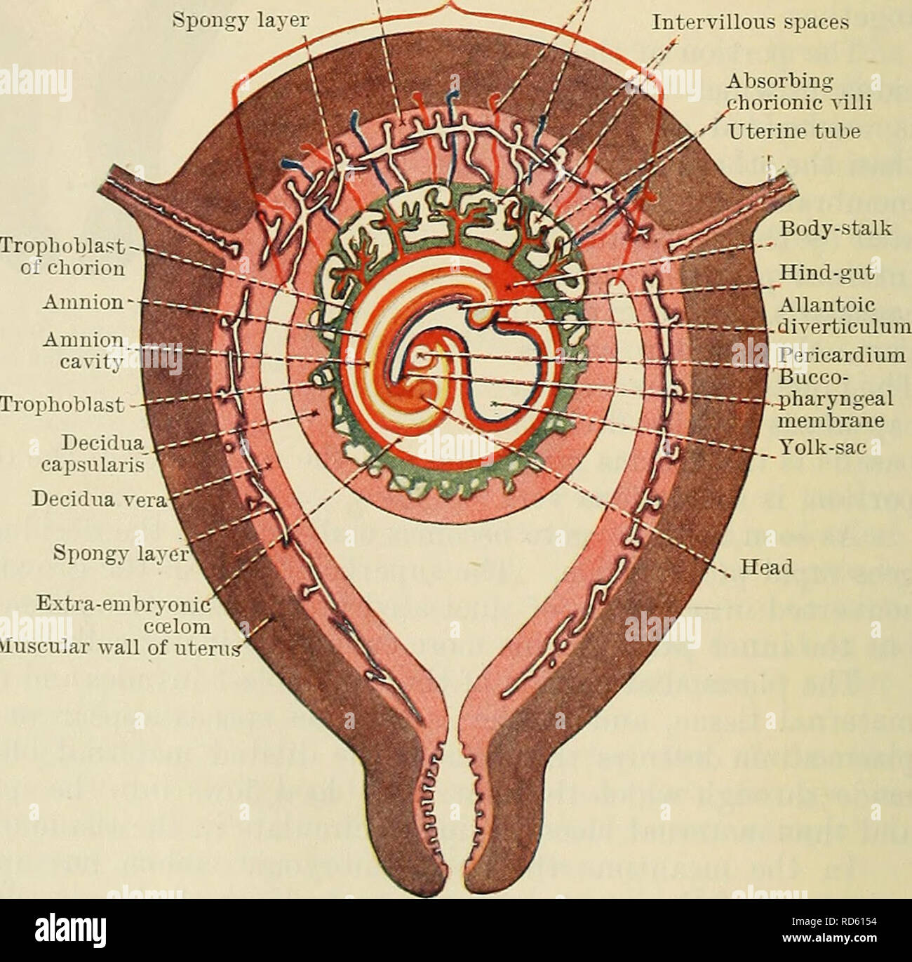 . Cunningham's Text-book of anatomy. Anatomy. ondary villus â Amnion cavity Amnion -Body-stalk Allantoic diverti- culum rimitive streak eurenteric canal Cavity of entoderm sac Extra-embryonic celom Decidua capsularis Decidua vera Embryonic are Fig. 75.âSchema of a Section of a Pregnant Uterus after the formation of the Intervillous Spaces. parts. (1) The parts which lie between adjacent blood spaces, the primary chorionic villi. (2) The parts which lie in con- tact with the mesoderm of the chorion, and which form with the mesoderm the chorion plate. (3) The parts which cover the maternal tissu Stock Photo