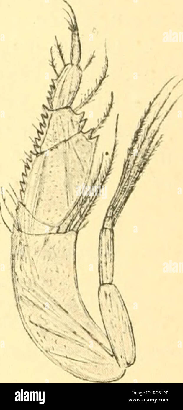 . Cumacea (Sympoda). Cumacea. Fig. 133.. Fig. 134. C. glabra (9) Sars, c. glabra Sars, maxilli- maxilliped 2.| pg£[ 3  twice in the Q. Colour whitish, sometimes with tinge of pink (Caiman). L. 9 scarcely exceeding 3 mm, d nearly 4 mm. Mediterranean, N. of England, W. coast of Ireland, Norway; depths 33—1100 m. 9. C. spinosa Calm. 1906 C. s., Caiman in: Mt. Stat. Neapel, v. I7iv p. 412, 426 t. 28 f. 35—43. 9. Pseudorostral lobes sharply upturned, meeting only just in front of the slitlike eyeless eyelobe, thence receding convexly to a scarcely indica- ted anterolateral corner. Surface of carapa Stock Photo