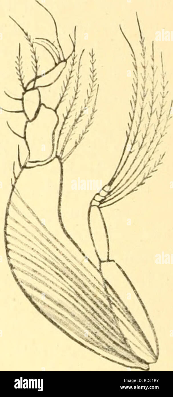 . Cumacea (Sympoda). Cumacea. Fig. 126. P.tridentata Stebbing, maxiUi- ped 2.. Fig. 127. P. tridentata Stebbing, maxiUiped 3. sually long, more than twice as long as broad, 6*^1 longer than any except the 2&quot;*. Peraeopod 2, 3^ joint short but outdrawn to a conspicuous apical spine. 7^'i as long as 4*^^ and 5^'^ combined, 4 times as long as the Q^^. In the 3^^ and 4*^^ pairs the stout 2^^ joint is much narrowed distally. Pe- duncle of uropods with finely serrate margins; endopod about two-thirds as long with 10 spines on the medial margin, and a much larger apical spine; the exopod much mor Stock Photo