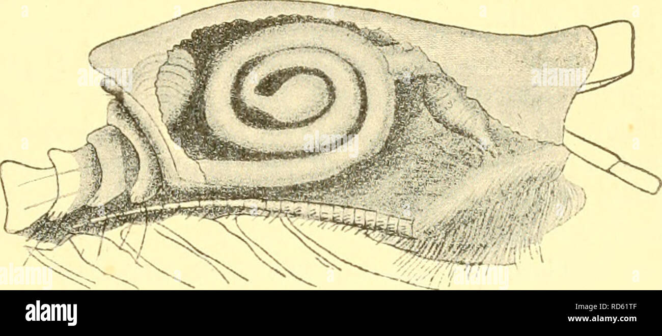 . Cumacea (Sympoda). Cumacea. Fig. 121. P. holti ((J; Caiman. Fig. 122. P. holti Caiman, coiled intestine. joint'ilonger than 5*1^ and over thrice as long as 6'i'. In the 3^ to 5*1^ pairs the 5*^ joint more than twice as long as the Q^^ the 7*^^ very small but carrying a long curved spine or claw. Uropods three-fourths as long as the pleon, endopod about two-thirds as long as the peduncle, and exopod in the same relation to the endopod. L. 4-1 mm. W. coast of Ireland, 77 miles W. N. W. of Achill Head, county Mayo, depth 699 m, 5. Gen. Cumellopsis Caiman 190b Cumellopsis (Sp. un.: C.helgae), C Stock Photo