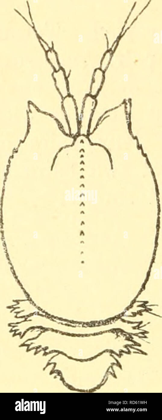 . Cumacea (Sympoda). Cumacea. 166 Cumacea: 24. Naunastacidae, 1. Schizotrema 1. S. calmani Stebb. 1912 S. c, T. Stebbing in: Ann. S. Afr. Mus., v. 10 v p. 165 t. 61. Pseudorostral lobes upturned, widely divergent. Carapace with small median eyeless eyelobe, median line finely denticulate and setulose, lateral margins fringed with denticles conspicuous anteriorly, soon dwindling away. Pedigerous segments 2—5 with laterally flattened edges cut into denticles. Pleon segments 1—5 with dorsal and ventral lines of denticulation and lateral ridges, 5*^ segment long, distally naiTowed, telsonic seg- m Stock Photo