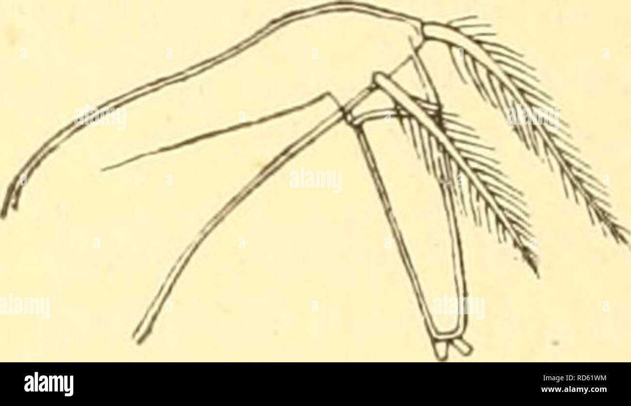 . Cumacea (Sympoda). Cumacea. Fig. 113. Fig. 114. H. akaroensis (9) Caiman, antenna i. H. akaroensis (9) Caiman, antenna 2. than rest of limb. Peraeopod 2 with very short 3^ joint. Peduncle of uro- pods rather shorter than the subequal rami, endopod with about 10 spines on medial margin and a strong, dorsally curved, apical spine. L. 2*75 mm. d. Pseudorostral lobes very short, horizontal, apically rounded; antero- lateral corners broadly rounded and serrated. Median line of carapace smooth, except for one or two small seiTations anteriorly. Antenna 1 with 3-jointed flagellum. Antenna 2 with fl Stock Photo