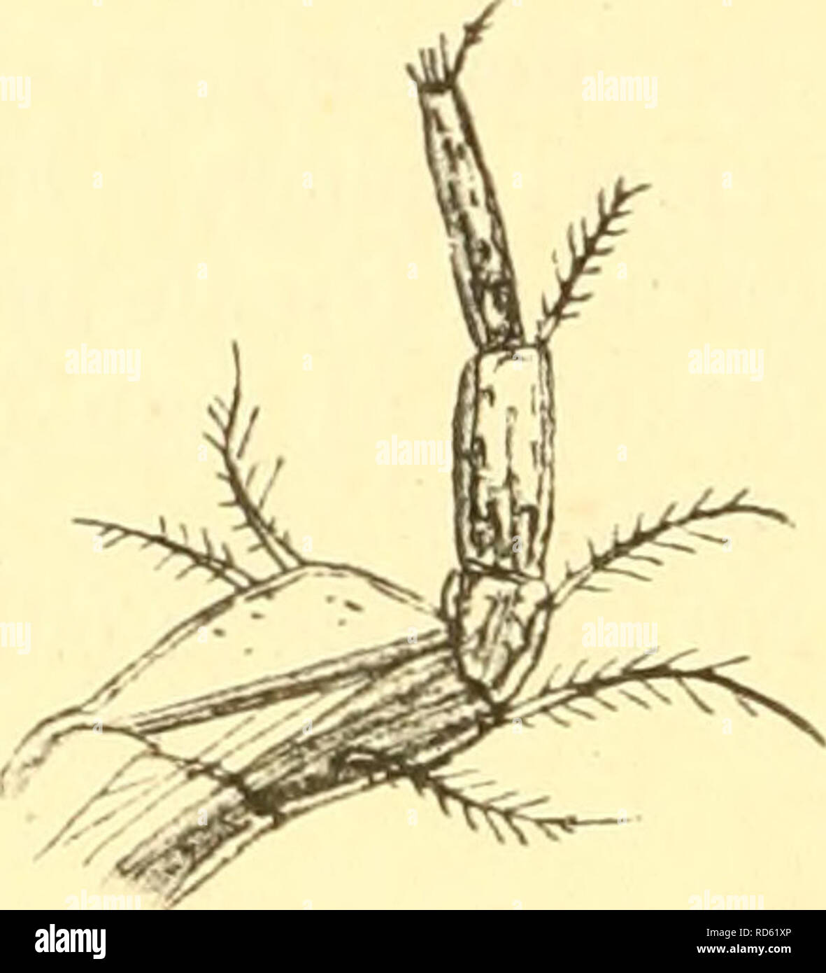 . Cumacea (Sympoda). Cumacea. 154 Cumacea: 20. Lampropidae, 1. Lamprops f Uropods with Istjoint of exopod decidedly shorter than 2nd 2. L. fasciata  Uropods with the 2 joints of exopod subequal . . 3. L. quadriplicata Species incerti generis: Eye wanting ( Teisonshorterthan peduncle of uropods,withSapical spines L.? coraata') ' Telson as long as peduncle of uropods, with only 3 apical I spines L.? beringi i) 1. L. fuseata O. Sars 1865 L. f., G. 0. Sars in: Forh. Selsk. Christian., 186-1 p. 192 1 1884 L. f., J. S. Schneider in: Tromse Mus. Aarsh., v.7 p. 54 | 1887 L. f'., H. J. Hansen in: Vid. Stock Photo