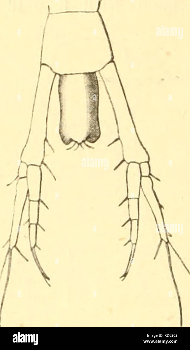 . Cumacea (Sympoda). Cumacea. 132 Cumacea: Genus incertae sedis, 13. Oxyurostylidae, 1. Oxyurostylis flagellum 3-joiuted in 9, 2-jomted in 6 juv.. accessory 3-jointed, P* and 3* joints veiT small. Marilliped 3, 2°*^ joint with spine-like process at medial apex of 2&quot;&quot;* joint, stronger in 9 than in d. Telson in d a little longer than the preceding segment, length scarcely twice the breadth, evenly cylindric, end truncate; in Q shorter than pre- ceding segment, narrowing before the middle to a rounded apex carrying about 4 setules. Peduncle of the uropods much longer than the telson, an Stock Photo