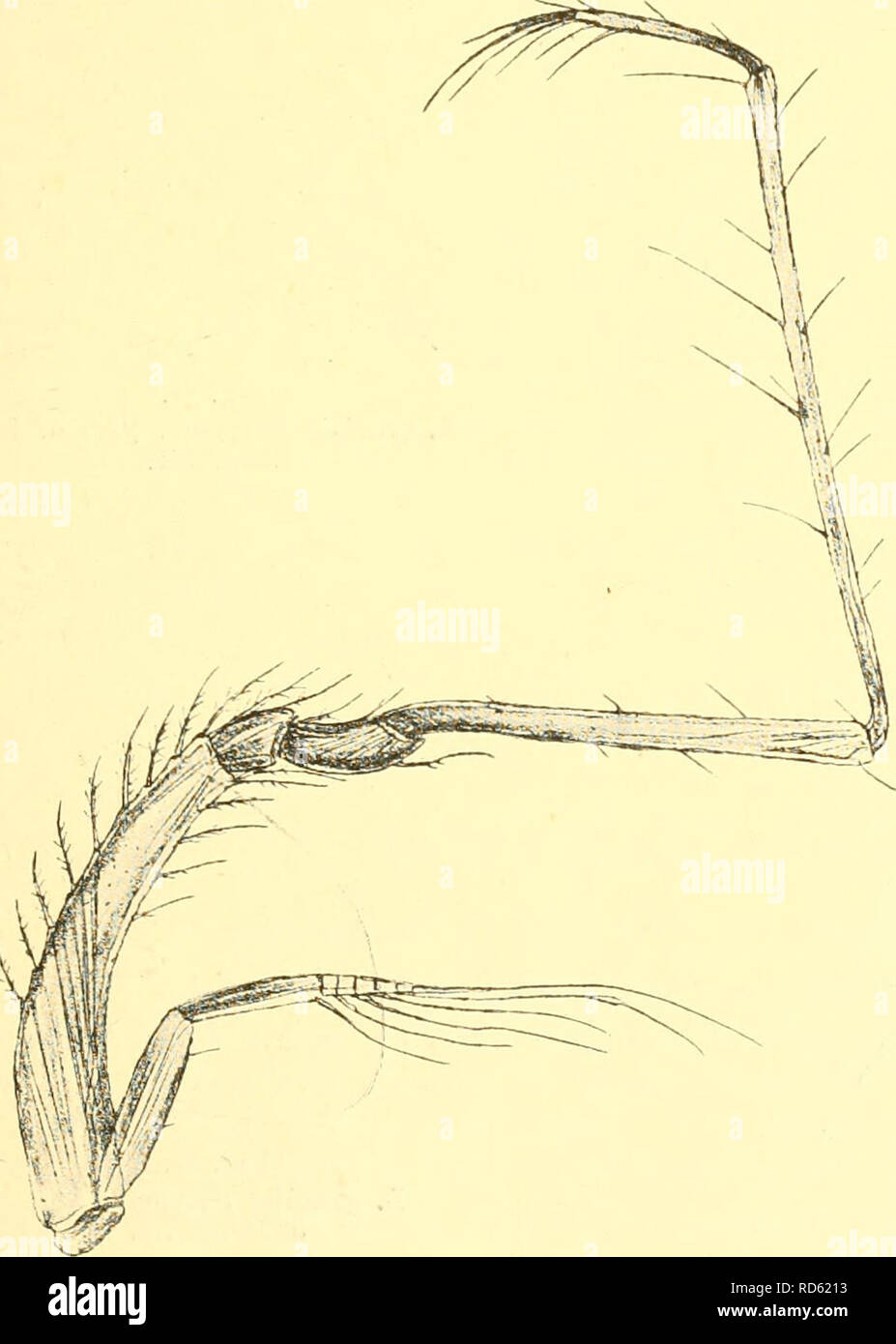 . Cumacea (Sympoda). Cumacea. Cumacea: 11. Diastylidae, 7. Leptostylis 127 9. L. productus Norm. 1879 L. produda. A. M. Norman in: Ann. nat. Hist., ser. 5 V.3 p. 65 | 1912 L. productus, T. Stebbing in: Ann. S. Afr. Mus., v.0 p. 153. Pseudorostral lobes short, blunt, slightly upturned. Carapace short, as broad as long, nearly smooth, antero-lateral margin strongly serrate. Telson not longer than 6*'^ pleon segment, nor more than half the 5^'', without lateral spines, apical pair rather large. Peduncle of uropods nearly thrice as long as the telson, with 4 spaced spines on the medial margin: e Stock Photo