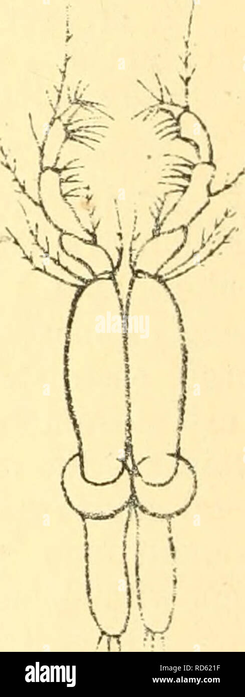 . Cumacea (Sympoda). Cumacea. Fig. 72. M. fragilis Stebbing, telson and uropod. Fig. 73. M. fragilis (?) Stebbing. maxiUiped 2. Fig. 73 a. M. fragilis Stebbing maxiUiped 2. principal flagellum 4-jointed, accessory small, 2-jointed. Antenna 2 of 9 4-jointed. Mandibles with about 20 spines in the spine-row. Maxilla 2 with distal plate seemingly undivided. MaxiUiped 1, branchial leaflets numerous. MaxiUiped 2 with long lamina in place of vibratory fan. MaxiUiped 3, 2&quot;'^ joint strongly produced, 3'^ short, 5*^ 6**^, and 7^^ equal in length. Peraeopod 2 with b^'i joint very short, Pleopods of  Stock Photo