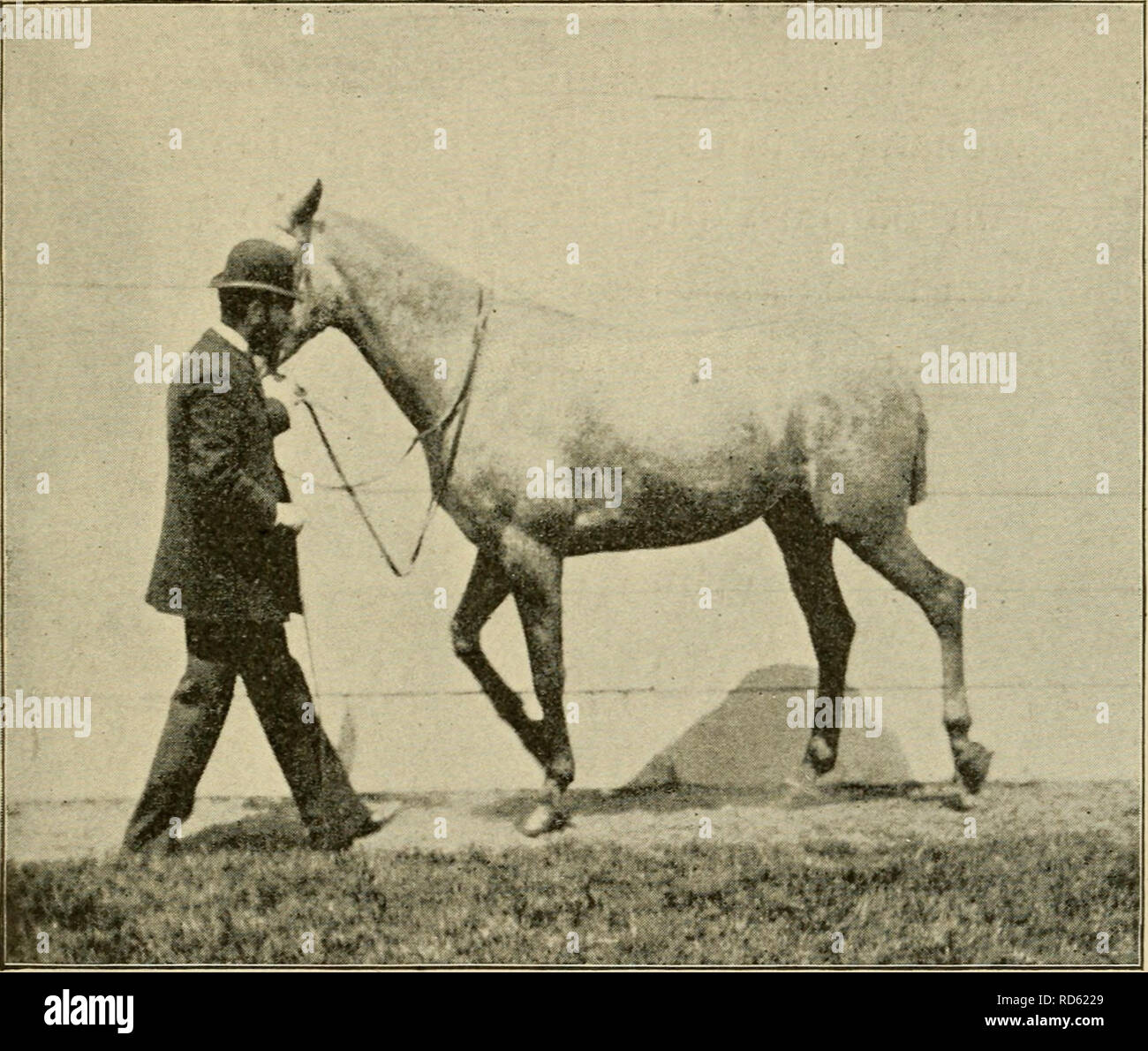 . Curb, snaffle, and spur a method of training young horses for the