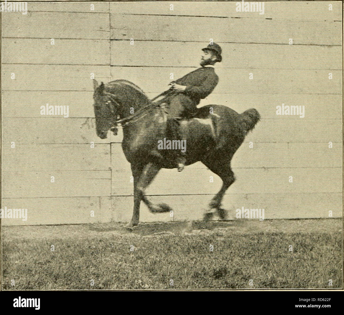 Cavalry horse saddle bridle hires stock photography and images Alamy