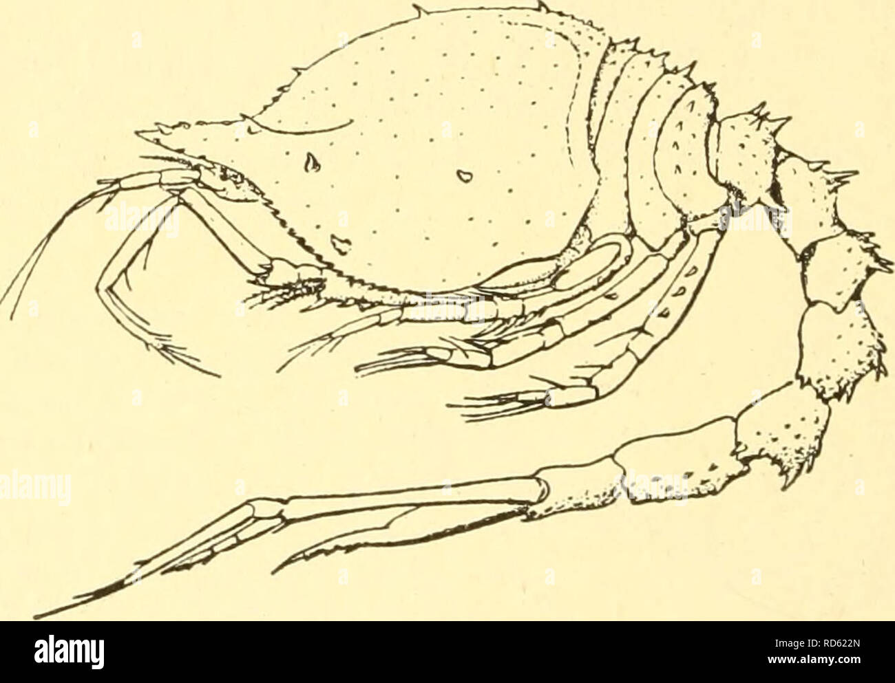 . Cumacea (Sympoda). Cumacea. 106 Cumacea: 11. Diastylidae, 1. Diastylis not elongate. Maxilliped 3, 2°&lt;^ joint not expanded or produced distally. Peraeopod 1. 2^^ joint much bent, not as long as rest of limb. 5*^ joint slightly longer than 7*^ 6^^ than b^^. Peraeopod 2, 5*^ joint subequal to 6^^ and 7*^^ combined, 7^^ longer than H^^. 3*^ and 4*^1 pairs without exo- pods. Exopod of uropods a little shorter than the telson. a little longer than the endopod, of which the 1^* joint is about twice the 2&quot;'^ or 3*^, with 3, 1. 1 spines on the medial margin of the joints respectively. L. o 9 Stock Photo