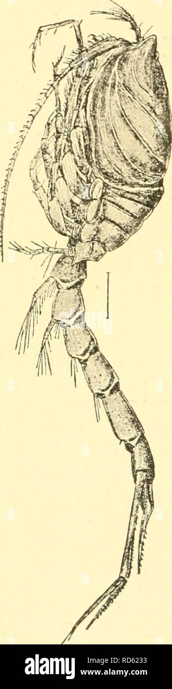 . Cumacea (Sympoda). Cumacea. 102 Cuniacea: 11. Diastylidae, 1. Diastylis 23. D. scorpioides (Lepech.) 1780 Oniscus s., Lepechin in: Acta Ac. Petrop , 1778 v.l p. 248 t. 8 f. 2 I 1841 Cuma edioardsii, Kroyer in: Naturh. Tidsskr., v.3vi p.504, 531 t. 5 f. 1 —IH I 1846 C. e. -- C. brevirostris (5. Kroyer in: Naturh. Tidsskr., ser. 2 v. 2ii p. 128. 207 t. 1 f. 1, 3, 5, 9—14; p. 174, 208 t. 2 f. 6 | 1849 C. e. + C. b., Kroyer in: Voy. Nord Crust., t.4; t. 5A f. a—t | 1871 Diastylis e., G. 0. Sars iu: Svenska Ak. Hand)., n. ser. V.9 nr. 13 p. 5 i 1879 D. e., A. M. Norman in: Ann. nat. Hist., ser.  Stock Photo