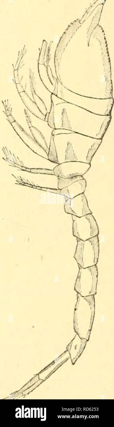 . Cumacea (Sympoda). Cumacea. Fig. 36. L.nasica(Kroyer), raaxiUipedi (after Sars). Fig. 37. L. nathorsti Ohlin. 8. L. nathorsti Ohlin 1900 L. nasicokles (part.), Zimmer in: Fauna arctica, v.l p. 417 I 1901 L. nathorsti, Ohlin in: Bih. Svenska Ak., u26 nr. 12 p. 41 t.6 f. 9 a—c | 1908 L. n., Zimmer in: Ergeb. Tiefsee-Exp., v.8 p. 178 | 1911 L. n., Stappers in: Camp, arct. Orleans, Crust Malac. p. 104. Near to L. nasleoides (nr. 3), Init pseudorostral lobes longer and more acuminate, with six teeth to the lateral tnmcation; the antero-lateral corners moderately produced, lower margin behind them Stock Photo