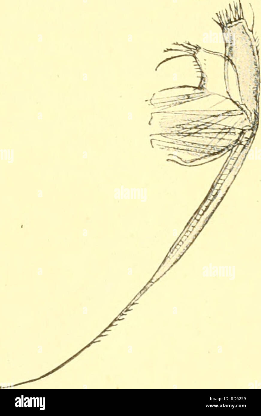 . Cumacea (Sympoda). Cumacea. Fig. 34. L. nasica ((J) (Kroyer), peraeopod 3 (after Sars). Fig. 36. L. nasica (Kroyer), maxilla 1 (after Sars). Body slender and elongate. Pseudorostral lobes in 9 upturned, pro- minent, obliquely truncate with the truncate edges minutely denticulate and setiferous: antero-lateral corners sharply triangular preceded by a deep sinus, followed for some distance by fine serration of the lower margin. In the 6 the lobes are shorter, little upturned, almost transversely truncate, and the antero-lateral corners are obtuse with the sinus obsolete. Carapace in Q with med Stock Photo