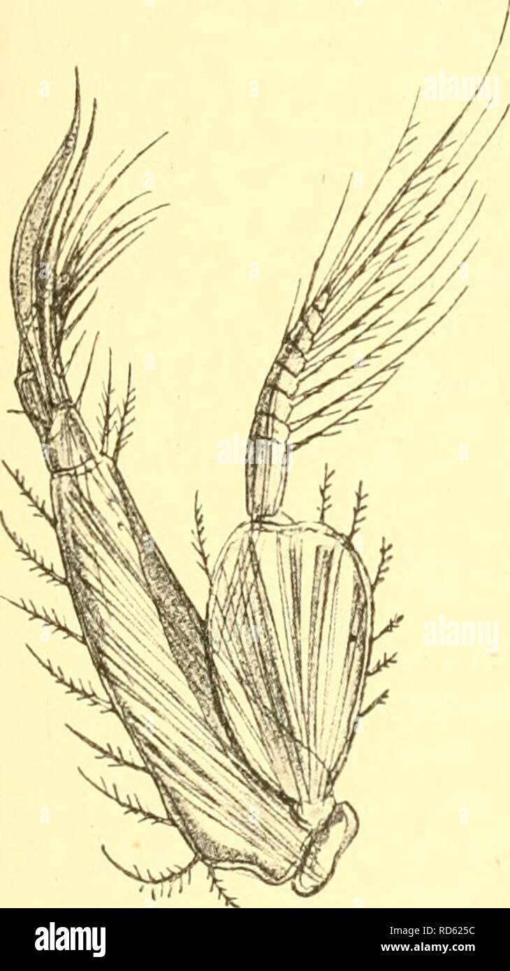 . Cumacea (Sympoda). Cumacea. Cumacea: 9. Leuconidae, 1. Leucon 67 p. 180 I 1879 L. nasicus, A. M. Norman iu: Ann. nat. Hist., ser. 5 «. 3 p. 70 | 1879 L. n., S. I. Smith in: Tr. Connect. Ac, v. 5 p. 114 | 1884 L. n., .1. S. Schneider in: Tromse Mas. Aarsh., v.l p. 54 | 1887 L. n., H. J. Hansen in: Dijmphna Udb., p. 240; and in: Vid. Meddel., u 39 p. 199 | 1893 L. nasica, T. Stebbing in: Int. sci. Ser., u 74 p. 304 | 1893 Cuman., Apstein in: Jahresber. Comm. D. Meere, v. 6 p. 196 | 1897 Leuconoi)sis ensifer, A.O.Walker in: J.Linn. Soc. London, v.26 p. 227 t. 17 f. 1—lh((^) | 1900 Leucon nasicu Stock Photo