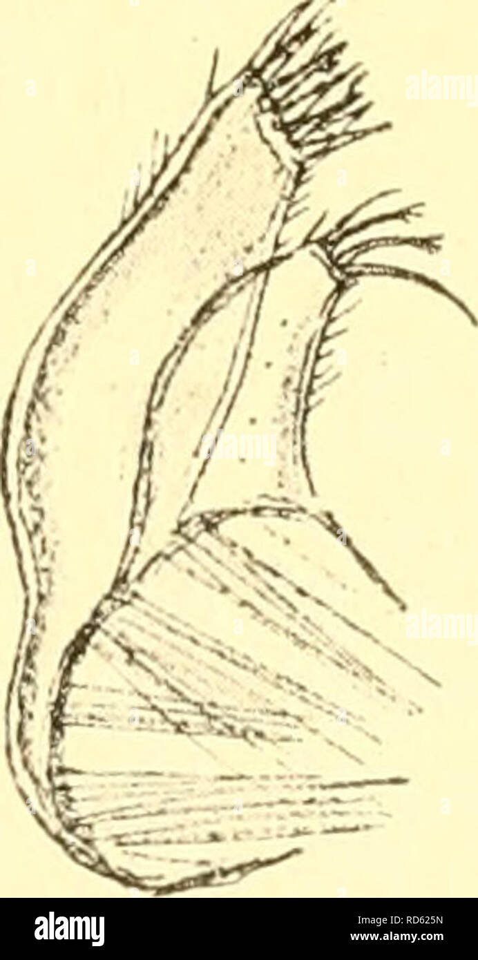 . Cumacea (Sympoda). Cumacea. Fig. 31. P. typicus (?) (Sars). Fig. 32. P. typicus (Sars), maxiUa i. from this to the rear gently convex, obtusely carinate, the sides lamellarly expanded, carinate, probably fringed as in Plati/t^pMops peringueyi. Pedigerous segment 1 in adults nearly as long as the 3 following segments combined, with saddle-like dorsal depression; 'H'^^ segment with double dorsal carina (Caiman). Pleon very slender, subequal in length to preceding part of the body. Telson. Please note that these images are extracted from scanned page images that may have been digitally enhanced Stock Photo