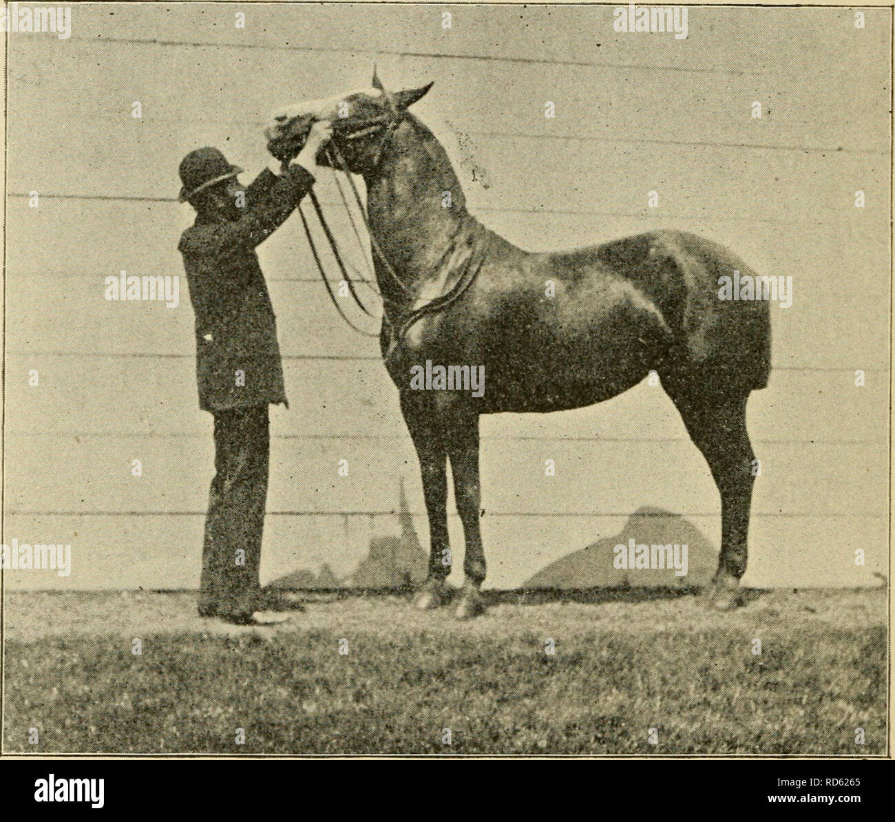 Curb Snaffle And Spur A Method Of Training Young Horses For