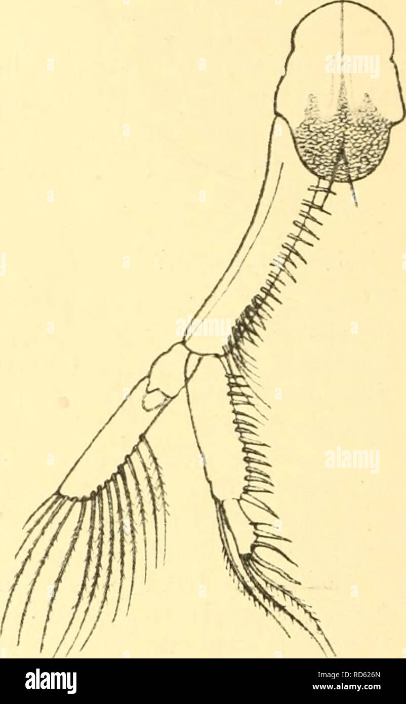 . Cumacea (Sympoda). Cumacea. Fig. 21. I. crassipes Hansen, maxilliped 3. (after Stebbing). Fig. 22. I. crassipes Hansen, uropod and telsonic segment (after Stebbing). 2^^ joint, that carrying distally 4 spines and 2 long setae; in younger speci- mens the relations are different, the 1^* joint not nearly twice as long as the 2°*i, and in 2. macrobrachium the exopod much shorter than the endopod. L. d adult 8 mm, d juv. 3-2 mm, Q juv. 1 mm. Gulf of Guiaea, Anecho (Togo); Gulf of Manaar, depth 8—13 m (I. macrobrachium); South Africa, depth 75 m. 2. I. zimmeri Stebb. 1910 I. z., T. Stebbing in: A Stock Photo