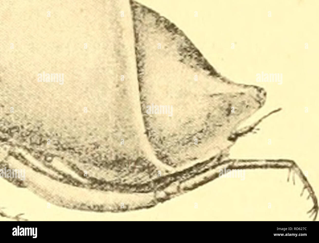 . Cumacea (Sympoda). Cumacea. Fig. 15. C. cingulata (5) Caiman. pleon segments; a median keel extends from the 5^^ pedigerous to the'jS*^ pleon segment, but is feeble at beginning and end of the series. Eyelobe with 11 corneal lenses on the distal end. Antenna 1 with 3^ joint longer than 2&quot;*^, accessory flagellum minute but distinct. Maxilliped 3, 2^^ joint with distal process reaching nearly as far as that of the 4**^ joint, its length without this long process little more than the rest of limb. Peraeopod 1, 2^&quot;^ joint feebly produced at apex, length less than rest of limb, 5^^ and  Stock Photo