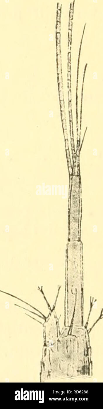 . Cumacea (Sympoda). Cumacea. 10 Cumacea: 1. Vauuthoiupsouiidae, 1. Vauuthompsonia lateral lobes. Telsonic segmejit short, with setules on the little produced apical margin. Eye brownish. Three -jointed flagellum of first antenna as long as second joint of peduncle. Second antenna 3-jointed (Zinimer), 2-jointed fG. 0. Sars). Apical points of lower lip minute. Fore part of mandible short, spine-row of 9 spines. First maxilliped with 4 branchial leaflets in a row^ Third maxilliped with lateral apex of long second joint somewhat produced. First peraeopod reaching apex of pseudorostrum with end of Stock Photo