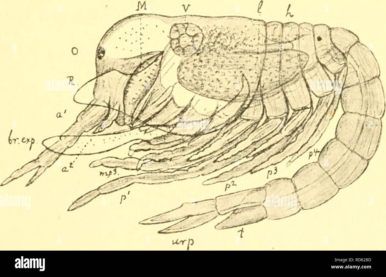 . Cumacea (Sympoda). Cumacea. Fig. 3. Larval stage of Diastylis lucifer (Kroyerj, after Sars.. Fig. i. Later larval stage of Diastylis lucifer (Kroyer), after Sars. Fig. 3 and 4. a' antenna 1, a' antenna 2, hr.exp. exopodal part of the Vjranchial apparatus, h heart, t intestinum, L anterior lip, I posterior lip, I liver sacs, U mandibles, »i' anterior maxilla, m^ posterior maxilla, mp^—mp'' maxilliped 1—3, 0 eye, p'-&quot; peraeopod 1—4, R rostral plates of carapace, t telson, urp uropod, v remnant of the yolk-mass. which in the female send a fan of filaments into the incubatory cavity. Third  Stock Photo