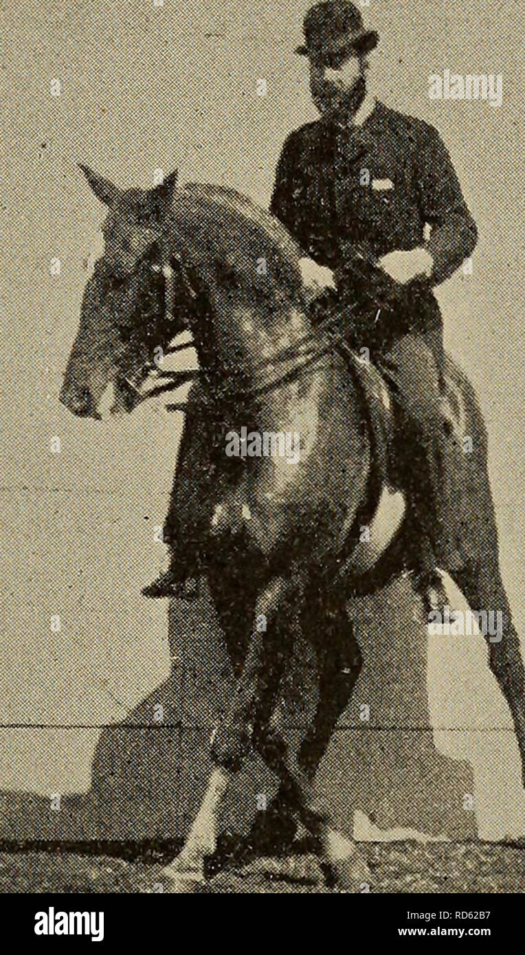 Renvers horse hires stock photography and images Alamy